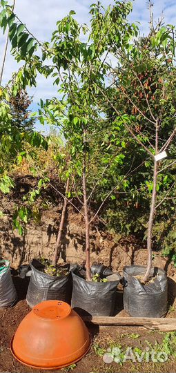 Саженцы яблони