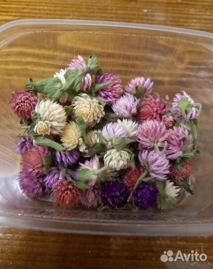 Сухоцветы. Гомфрена