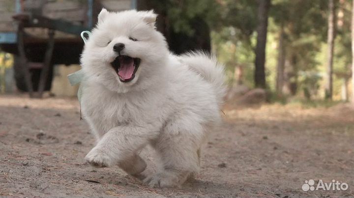 Щенки Самоеда