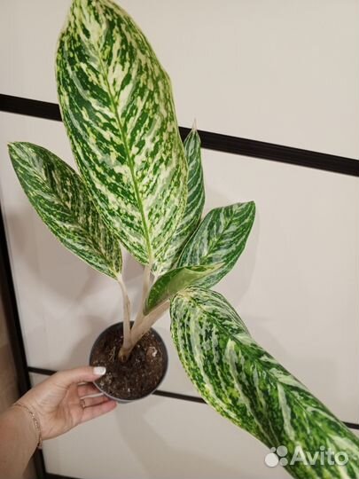 Сортовые аглаонемы 1