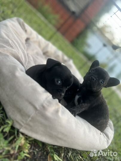 Французский бульдог щенки