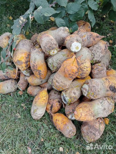 Свекла кормовая