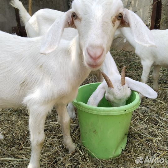 Козочка 3 месяца заанонубийская от молочной линии