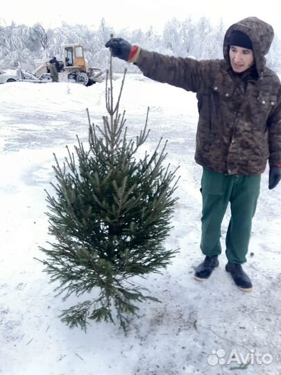 Сосна Ель живая ноовогодняя Елки