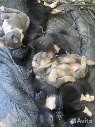 Щенки в добрые руки