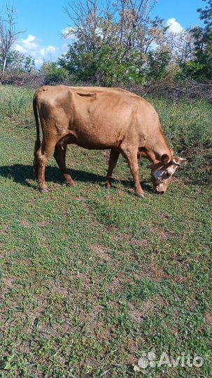 Корова и телка