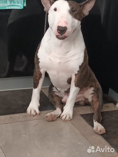 Стандартный бультерьер