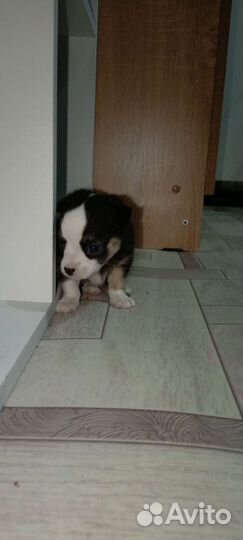 Щенки чихуахуа мини