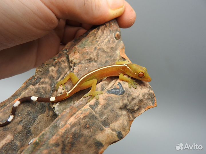 Полосатый геккон - Gekko vittatus