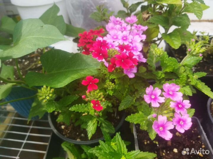 Вербены вегетативные