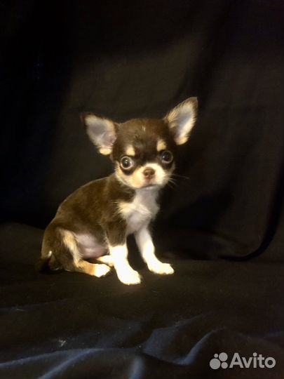 Щенки чихуахуа мини