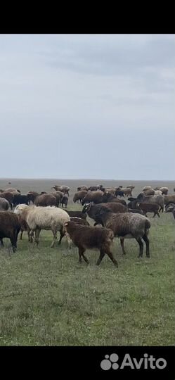 Курдючные бараны овцы