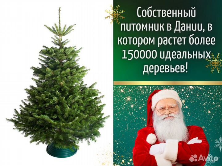 Живые елки оптом пихта Нордмана Датская