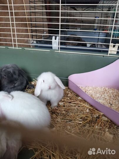 Нежные белоснежные малыши