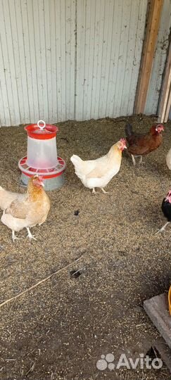 Куры доминант