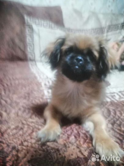 Щенок пекинеса девочка