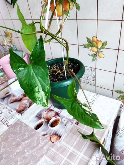 Сингониум, взрослое растение