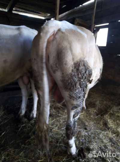 Корова и быки на мясо