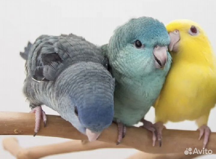 Попугаи Катарина