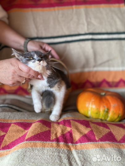 Очаровательный котенок девочка