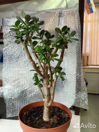 Крассула толстянка