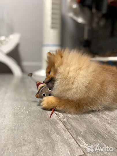 Померанский шпиц мини микро