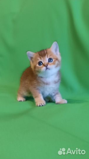 Шотландские котята