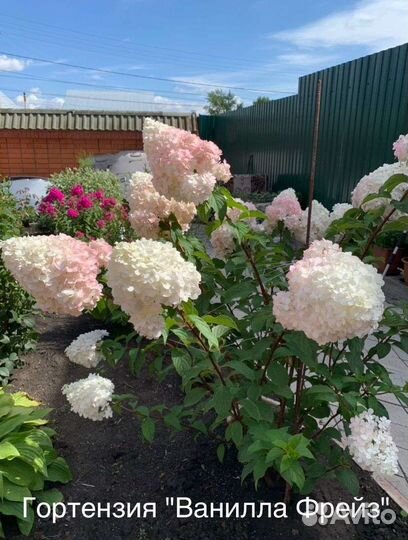 Многолетние цветы