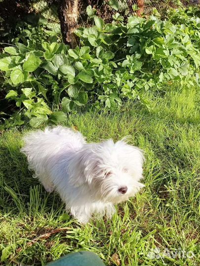 Мальтийская болонка мини