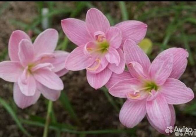 Зефирантес желтый, красный, белый, розовый