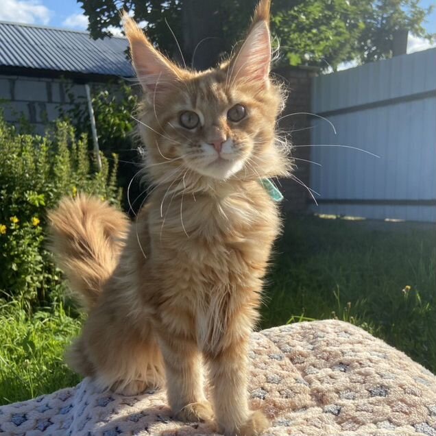 Мейн-кун котёнок