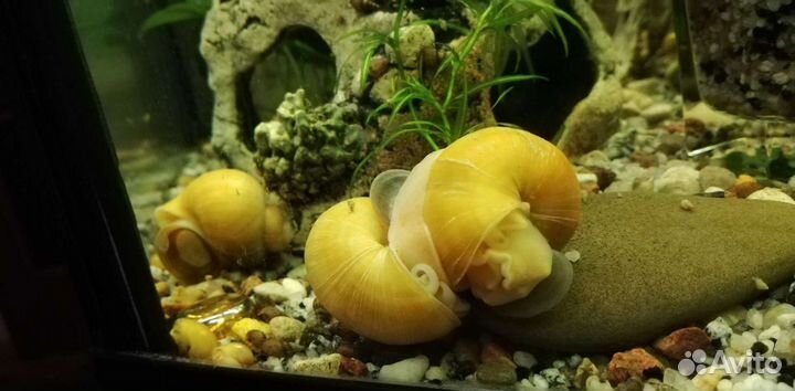 Аквариумные растения, Гуппи, коряги