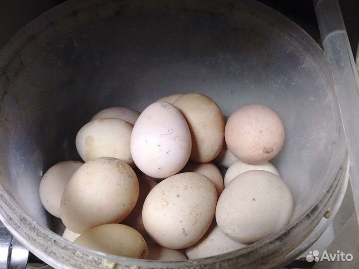 Утиные яйца гусиные яйца цесариные яйца