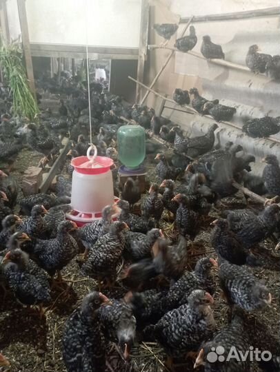 Петушки Доминант