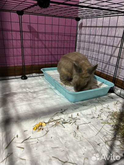 Декоративный кролик с клеткой