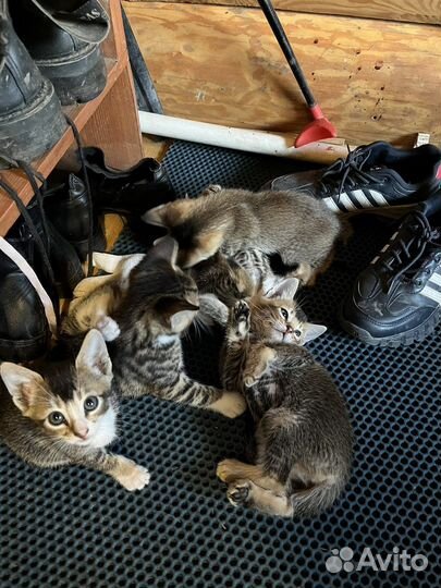 Котенок от бенгальской кошки