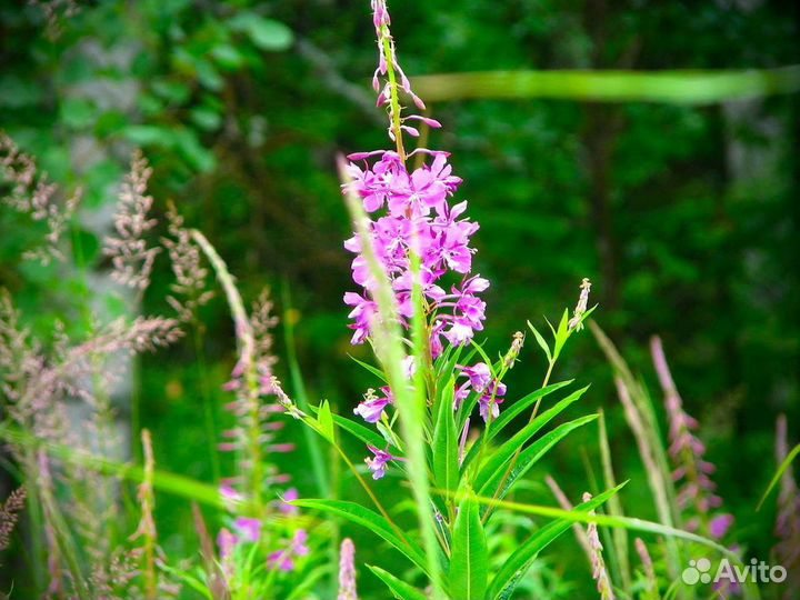 Иван-чай 1кг 2023 ферментированный, полезный чай