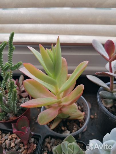 Суккуленты флорариум