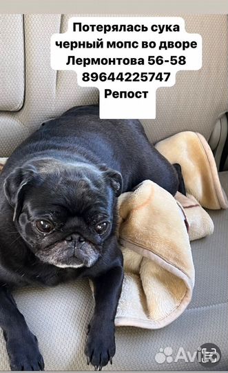 Потерялась собака