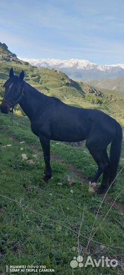 Продаётся жеребец