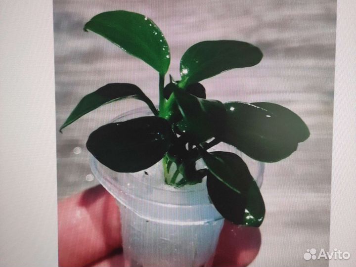 Анубиас нана пети в горшочке
