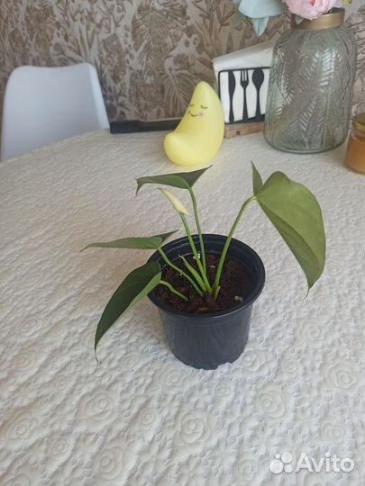 Антуриум ванила