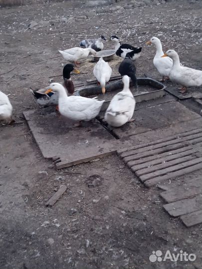 Утки Кряква Домашние