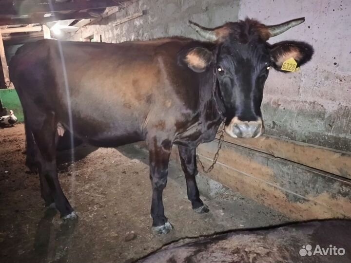 Корова год и 10 месяцев