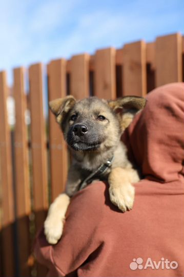 Щенок в добрые руки