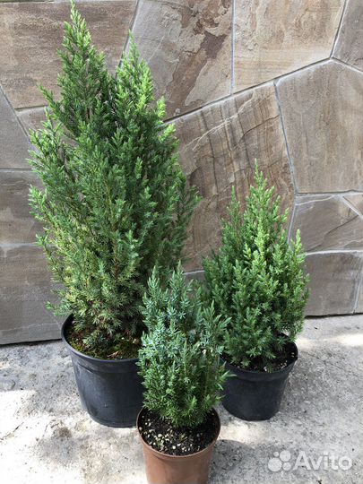 Можжевельник стрикта