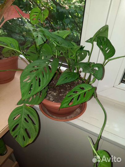 Филодендроны