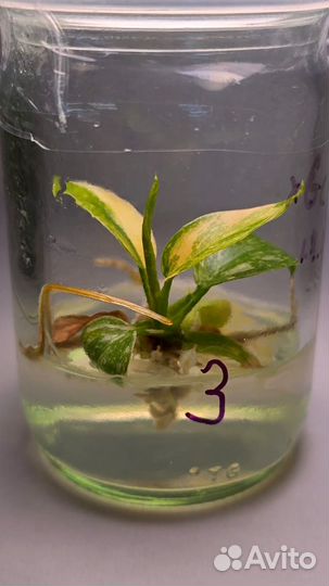 Филодендрон Конго Грин Марбл, клоники