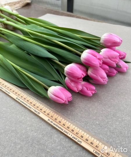 Тюльпаны оптом