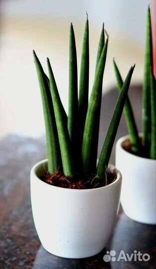 Эпипремнум, сциндапсус, Сансевиерия